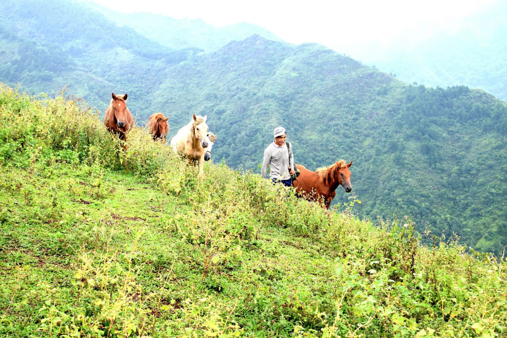 Mỗi lần ch&uacute; Tr&igrave;nh c&oacute; c&ocirc;ng việc ra phố, đ&agrave;n ngựa lại đưa tiễn ch&uacute; đến ch&acirc;n đồi v&agrave; xuống đ&oacute;n ch&uacute; l&uacute;c trở về.