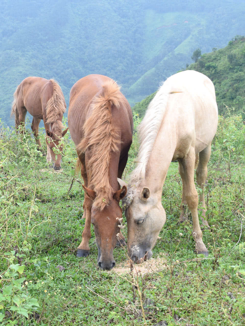 Ch&uacute;ng cực kỳ trung th&agrave;nh với chủ v&agrave; rất đo&agrave;n kết khi sống chung đ&agrave;n.