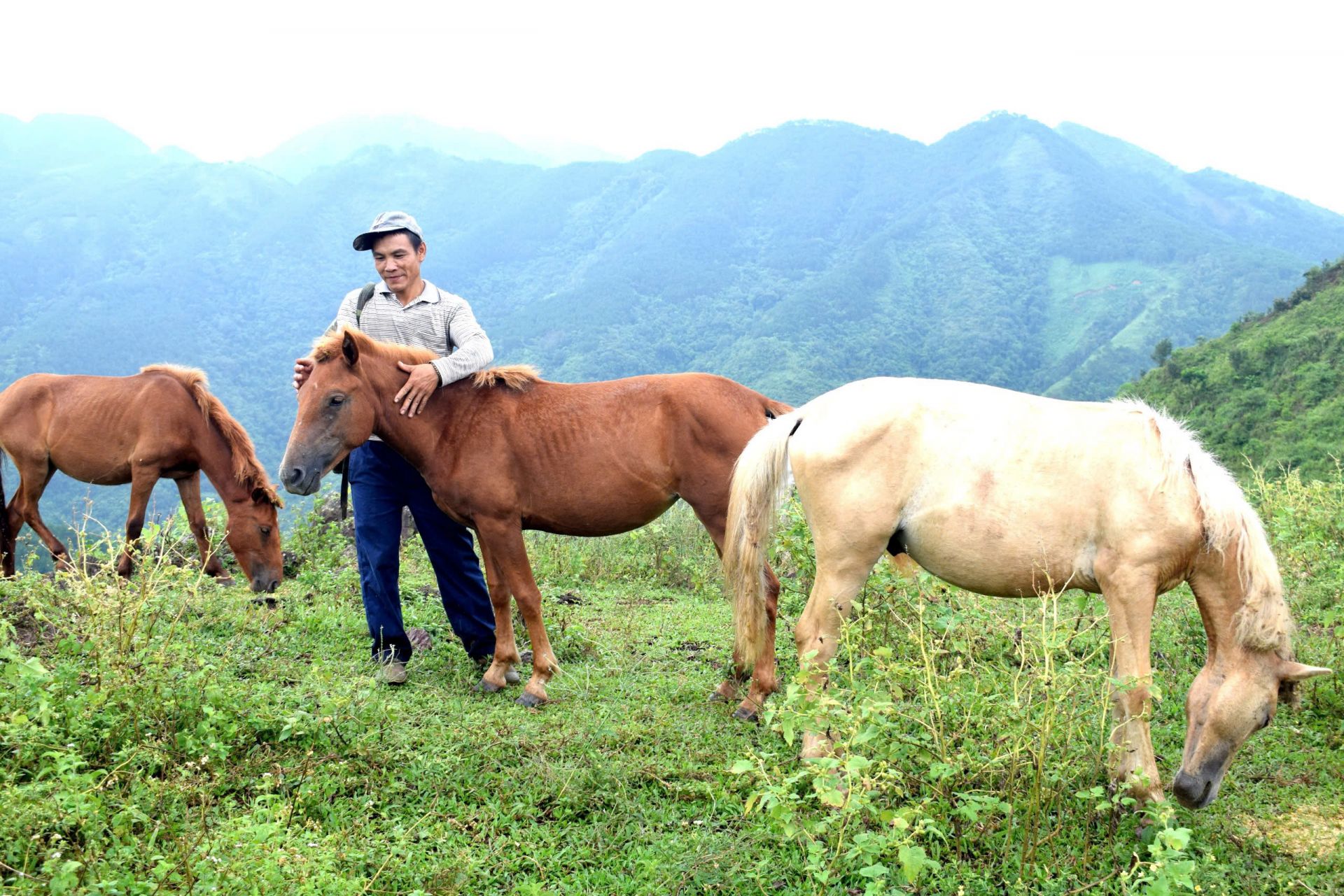Chủ nh&acirc;n của đ&agrave;n ngựa l&agrave; ch&uacute; Chu Văn Tr&igrave;nh (ảnh) v&agrave; em trai Chu Văn Mộc sống ở x&atilde; V&ocirc; Ngại, thị trấn B&igrave;nh Li&ecirc;u.