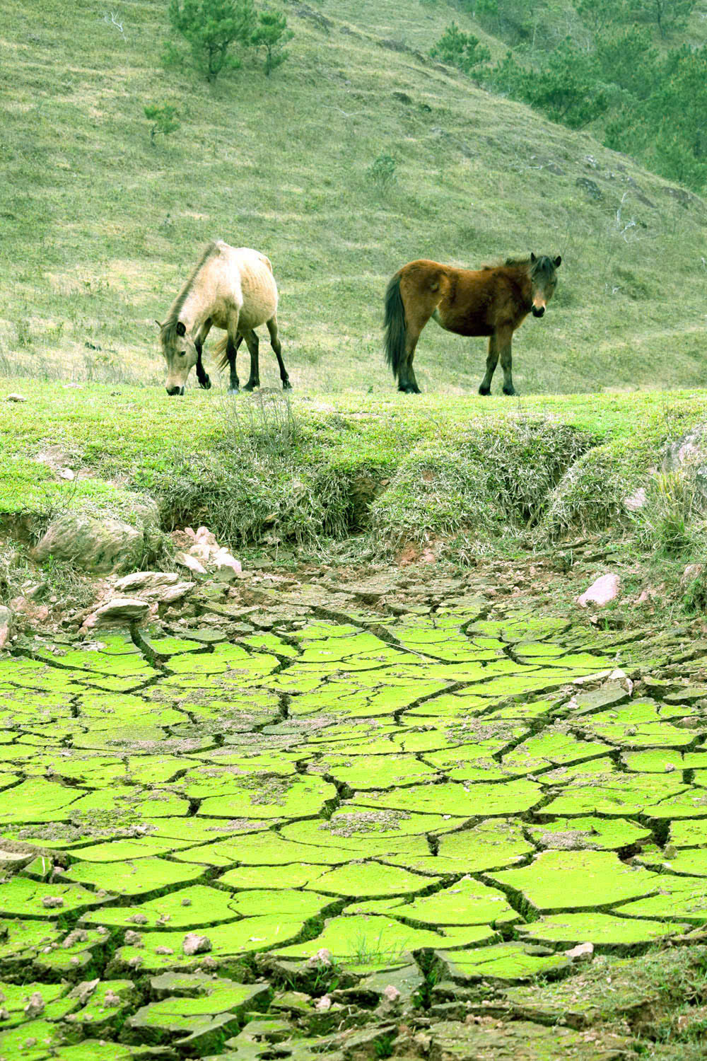 Hy vọng trong tương lai, đ&agrave;n ngựa được đưa v&agrave;o ph&aacute;t triển du lịch ở B&igrave;nh Li&ecirc;u.