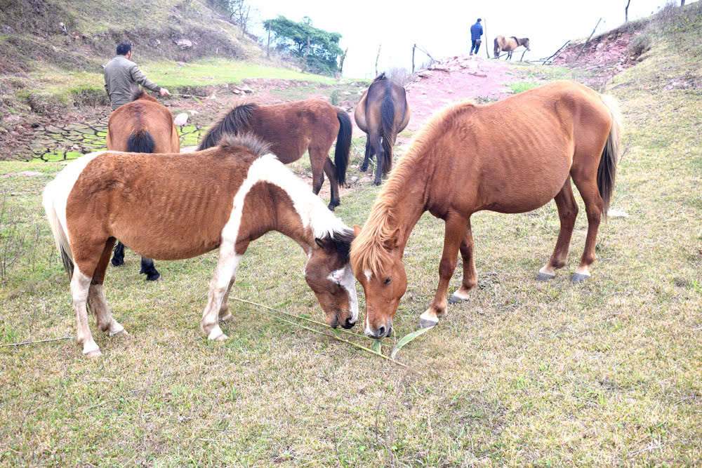 Ngựa l&agrave; lo&agrave;i vật hiền l&agrave;nh.