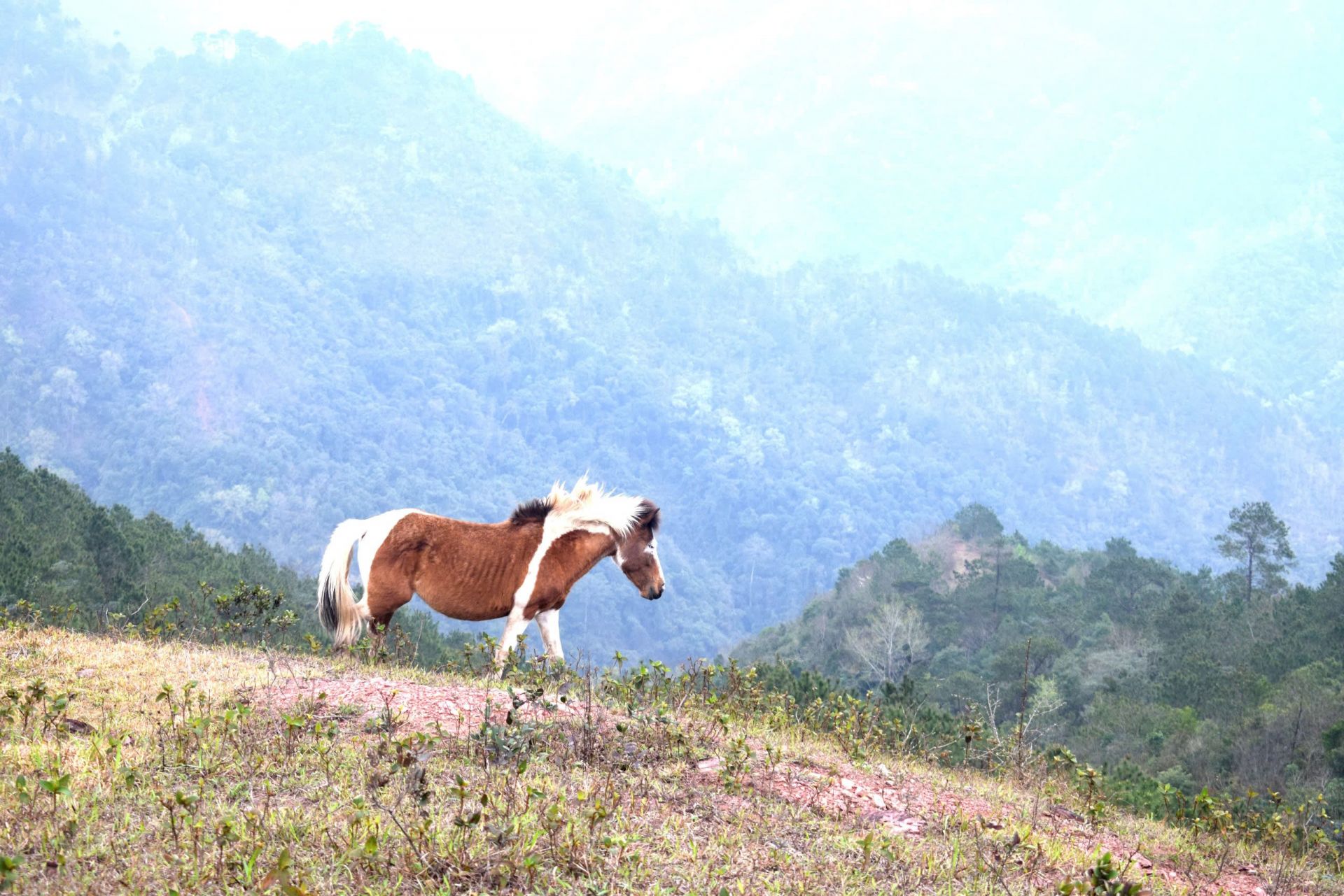 Mỗi con ngựa được ch&uacute; Tr&igrave;nh v&agrave; ch&uacute; Mộc đặt cho một c&aacute;i t&ecirc;n dựa v&agrave;o m&agrave;u l&ocirc;ng. Ch&uacute;ng lớn rất nhanh, như em ngựa t&ecirc;n &ldquo;Khoang&rdquo; n&agrave;y mới chỉ gần 2 tuổi.