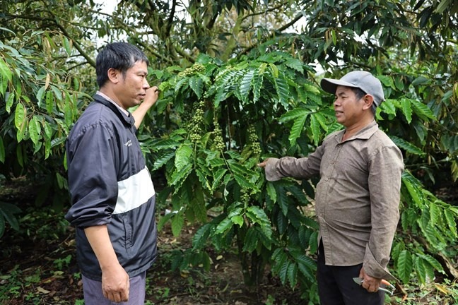 M&ocirc; h&igrave;nh trồng c&acirc;y l&acirc;u năm ph&aacute;t triển kinh tế tại x&atilde; Đam R&ocirc;ng 2.