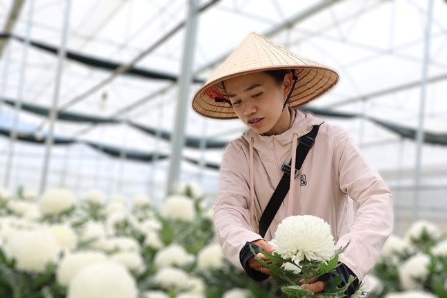 Hộ d&acirc;n  ứng dụng c&ocirc;ng nghệ cao v&agrave;o sản xuất, mở ra hướng đi mới trong ph&aacute;t triển n&ocirc;ng nghiệp tại địa phương với nghề trồng hoa c&uacute;c mẫu đơn 