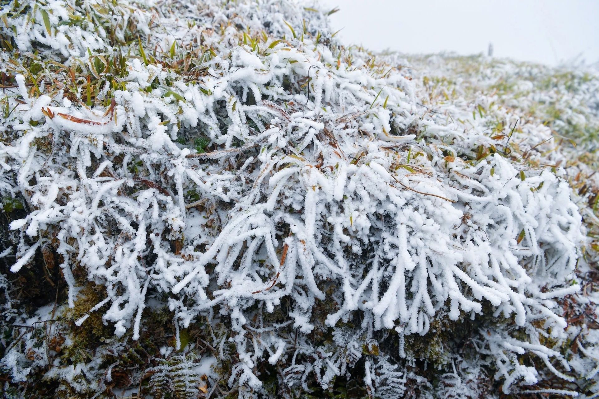 Băng gi&aacute; bao phủ đỉnh Fansipan.
