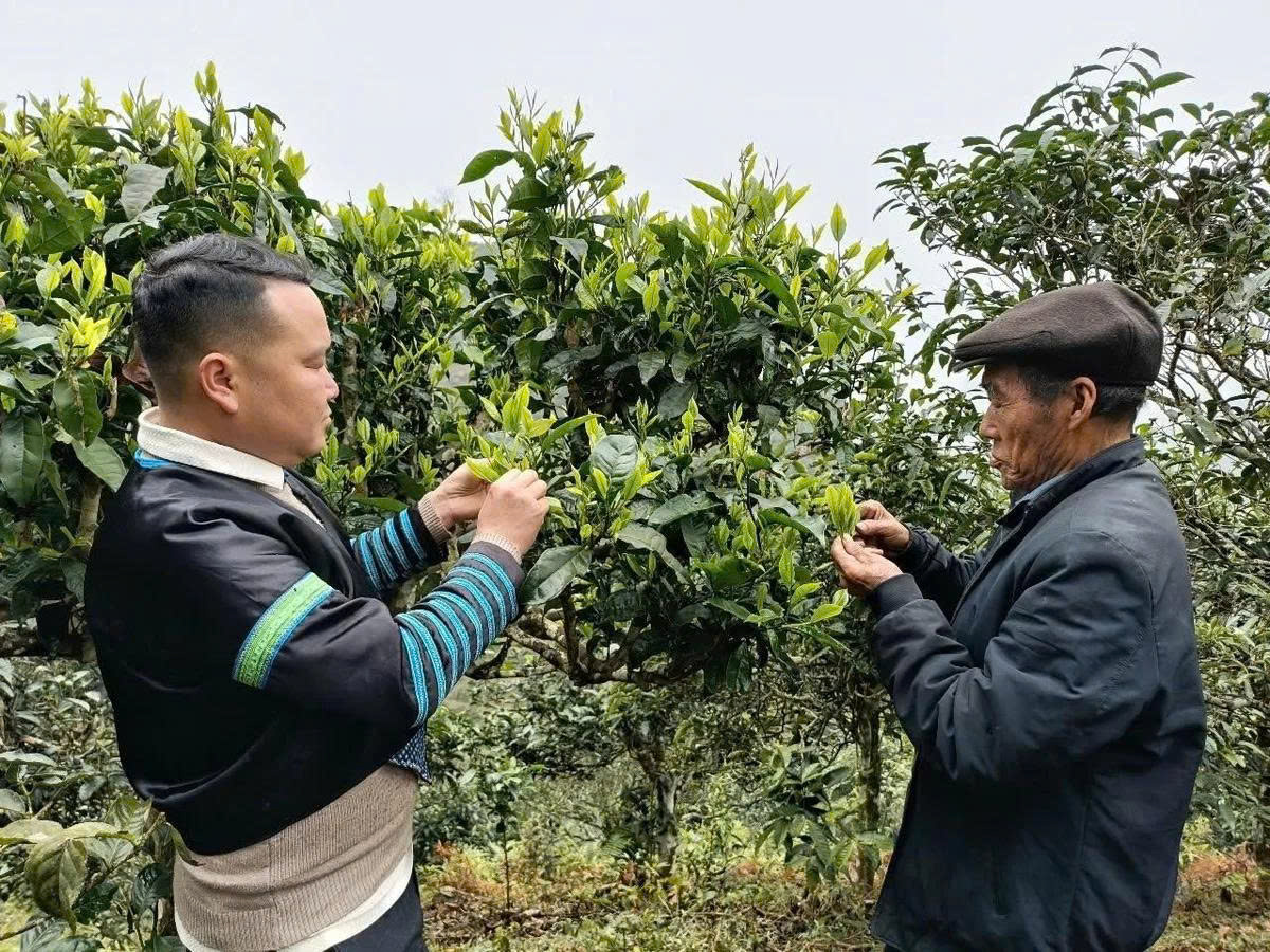 Ngo&agrave;i du lịch, anh A Tủa c&ugrave;ng người d&acirc;n trong x&atilde; cũng ch&uacute; trọng ph&aacute;t triển kinh tế từ ch&egrave; shan tuyết. 