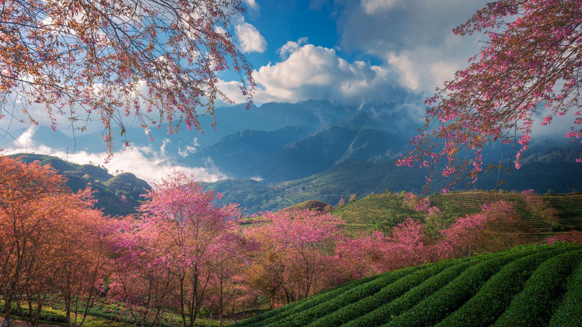 Sa Pa tăng trưởng nhanh nhất trong top 100 điểm đến châu Á