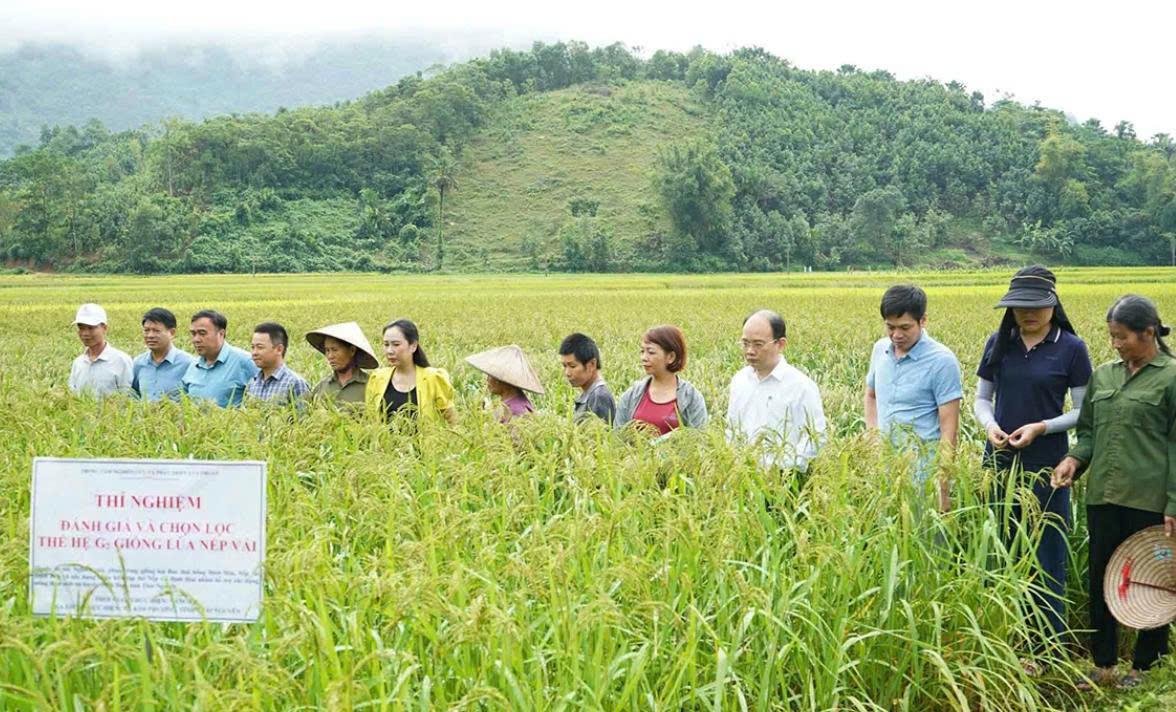 L&atilde;nh đạo x&atilde; Kim Phượng c&ugrave;ng đại diện c&aacute;c sở, ng&agrave;nh của tỉnh, cơ quan chuy&ecirc;n m&ocirc;n đ&aacute;nh gi&aacute;, chọn lọc giống l&uacute;a mới. 
