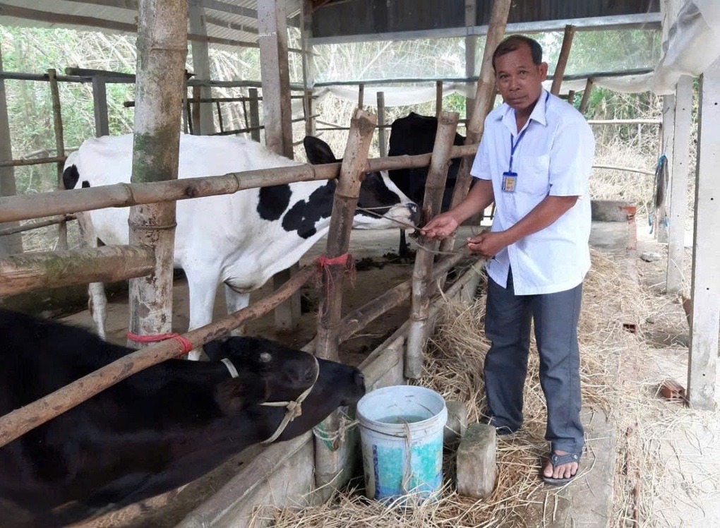 Đ&agrave;n b&ograve; sinh sản, gi&uacute;p gia đ&igrave;nh &ocirc;ng L&acirc;m S&agrave; Rươl (người d&acirc;n tộc Khmer, ngụ ấp S&oacute;c Xo&agrave;i, x&atilde; Mỹ Hương, TP Cần Thơ), c&oacute; thu nhập ổn định.