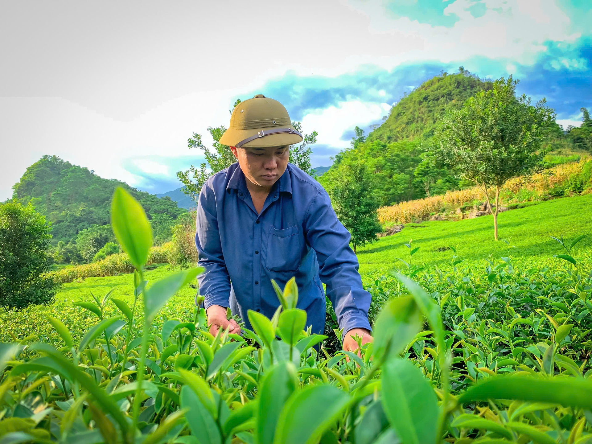 Anh S&ugrave;ng A P&aacute;o thu h&aacute;i ch&egrave;.