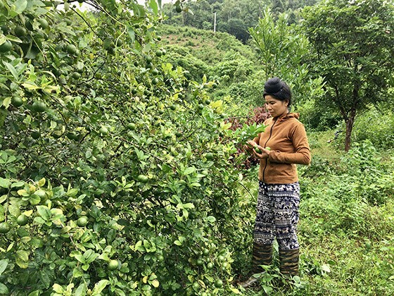 Hội vi&ecirc;n phụ nữ bản Nậm H&agrave;i (x&atilde; Mường M&ocirc;) trồng chanh tăng th&ecirc;m thu nhập cho gia đ&igrave;nh.