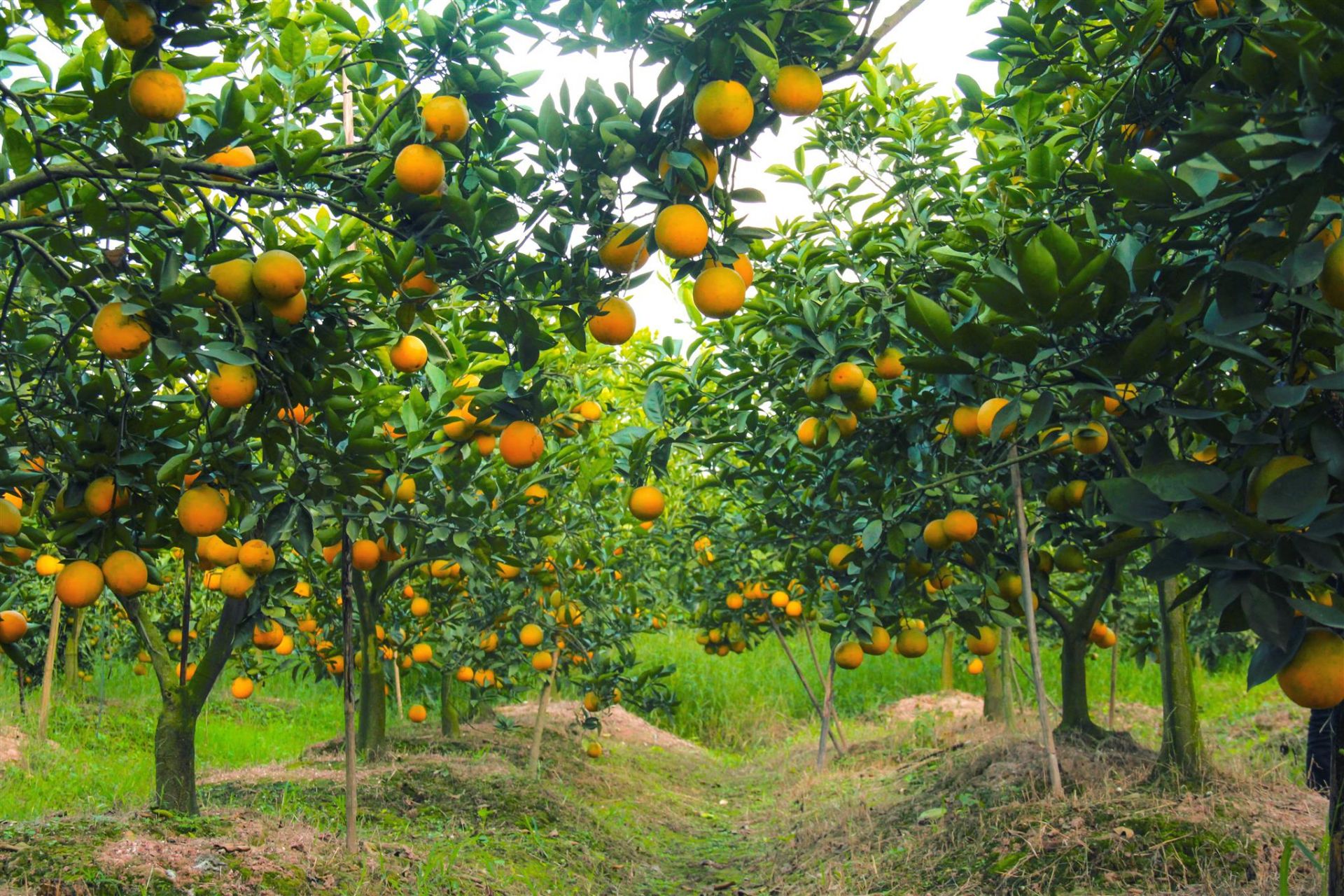 Cam l&agrave; một trong c&aacute;c c&acirc;y n&ocirc;ng sản chủ lực của Hưng Y&ecirc;n.