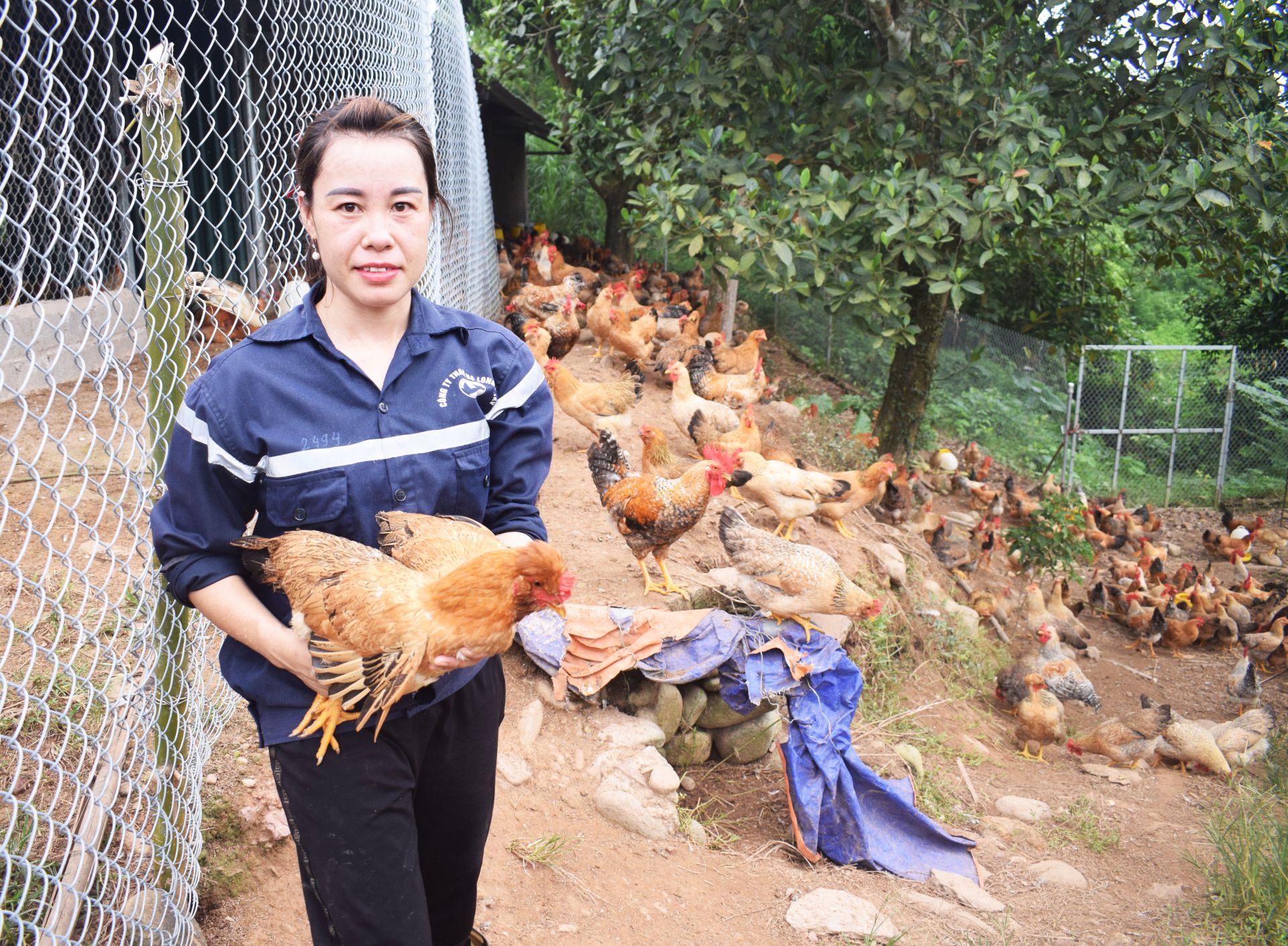 C&ocirc; Nguyễn Thị Luyến đ&atilde; ph&aacute;t triển đ&agrave;n g&agrave; l&ecirc;n 4.000 con/năm. Khi chưa l&agrave; x&atilde; vi&ecirc;n của HTX Tuyền Hiền, d&ugrave; nu&ocirc;i v&agrave;i trăm con c&ocirc; vẫn lo  lắng.