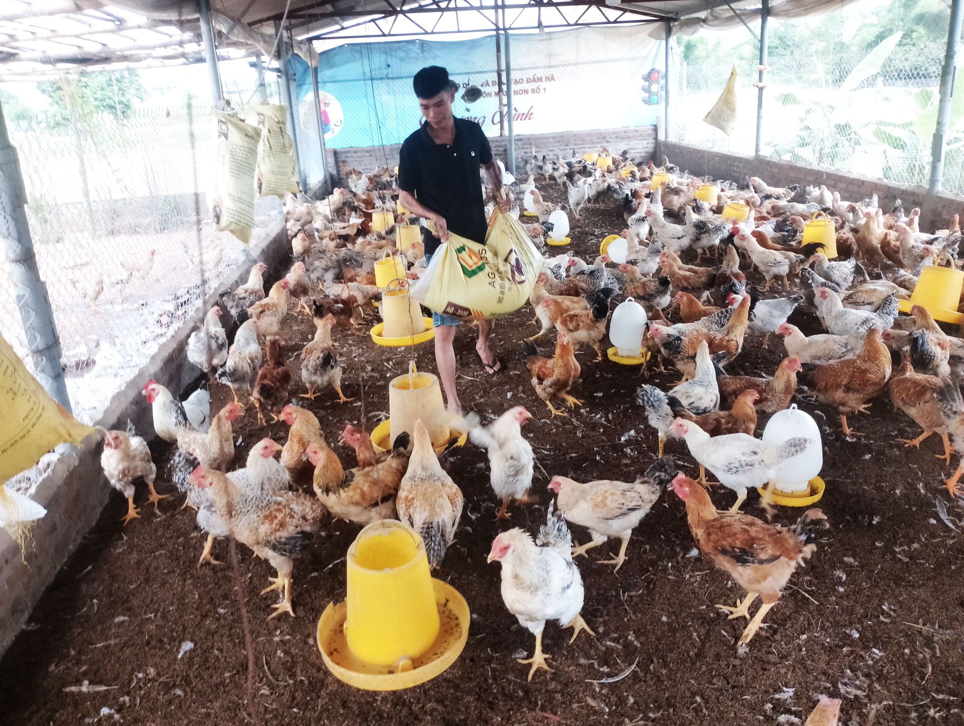 Ch&uacute; Chạc Sủi S&aacute;ng giờ kh&ocirc;ng phải lo chuyện nu&ocirc;i g&agrave; m&agrave; kh&ocirc;ng biết b&aacute;n cho ai, v&igrave; đ&atilde; c&oacute; đầu ra ổn định.