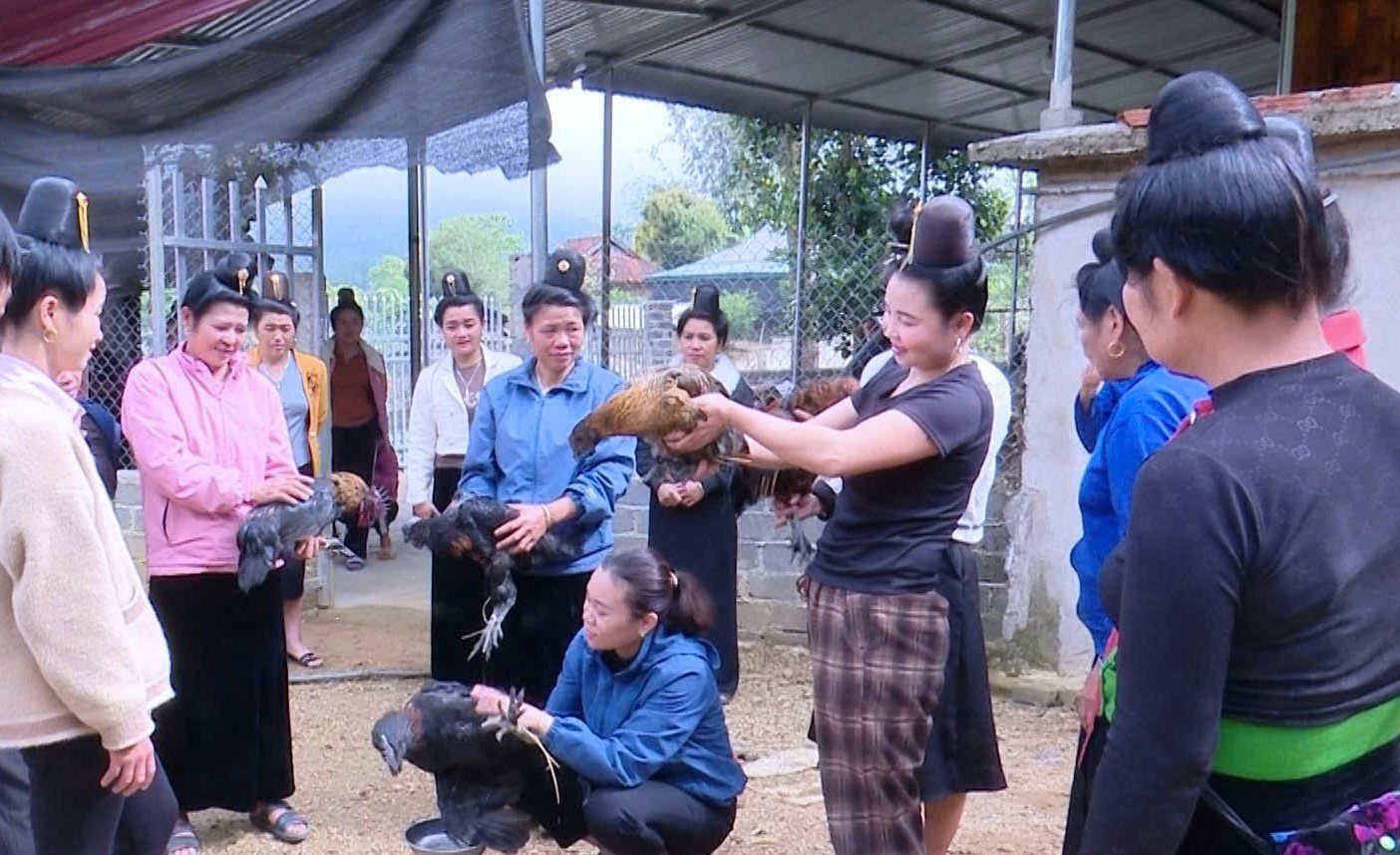 Phụ nữ x&atilde; Mường Lạn kiểm tra trọng lượng vật nu&ocirc;i theo dự &aacute;n hỗ trợ ph&aacute;t triển sản xuất cộng đồng chăn nu&ocirc;i g&agrave; HʼM&ocirc;ng thương phẩm thuộc Chương tr&igrave;nh MTQG ph&aacute;t triển kinh tế - x&atilde; hội v&ugrave;ng đồng b&agrave;o d&acirc;n tộc thiểu số v&agrave; miền n&uacute;i năm 2024 - 2025.