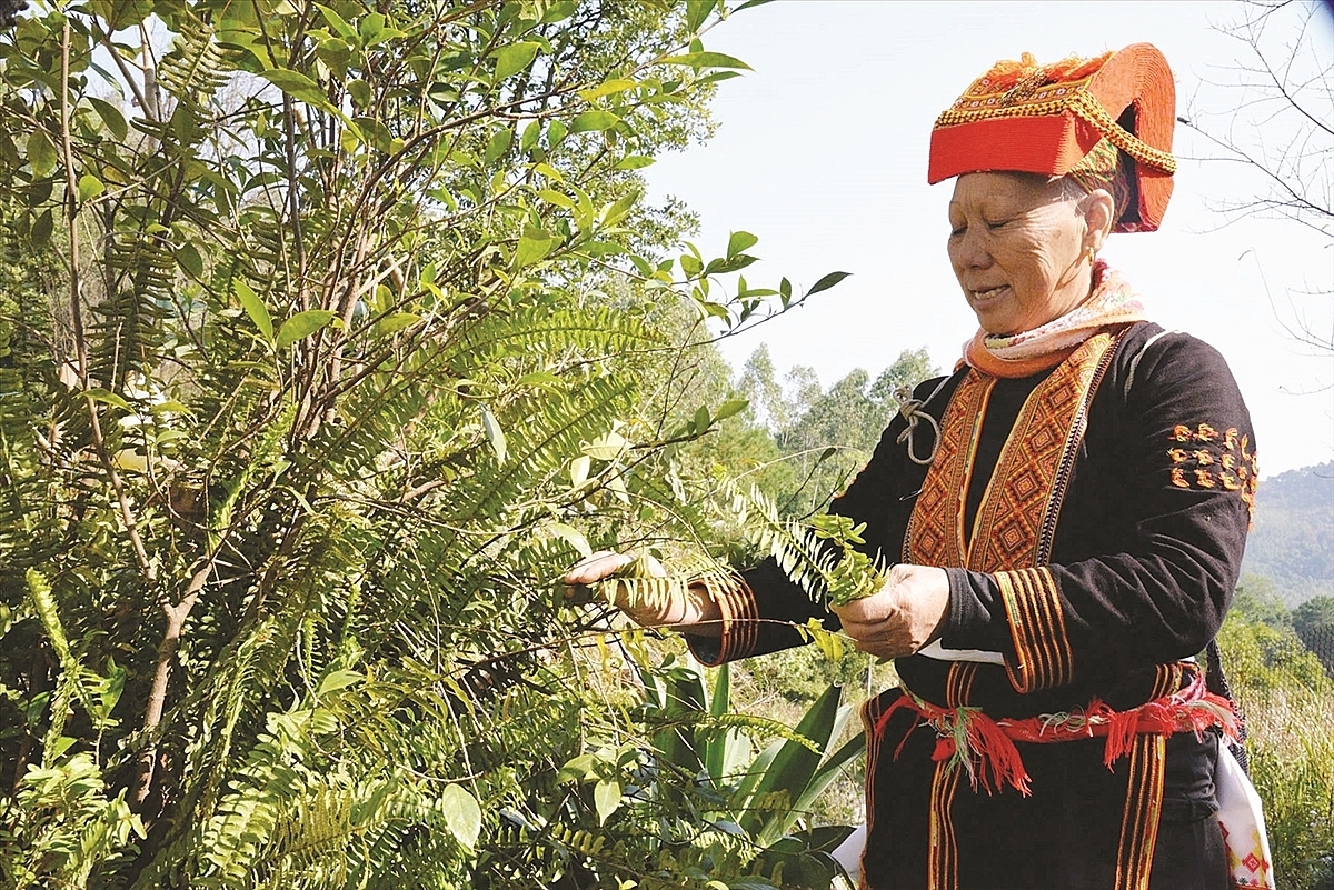 Trồng dược liệu cung ứng cho chế biến gi&uacute;p người d&acirc;n n&acirc;ng cao thu nhập.