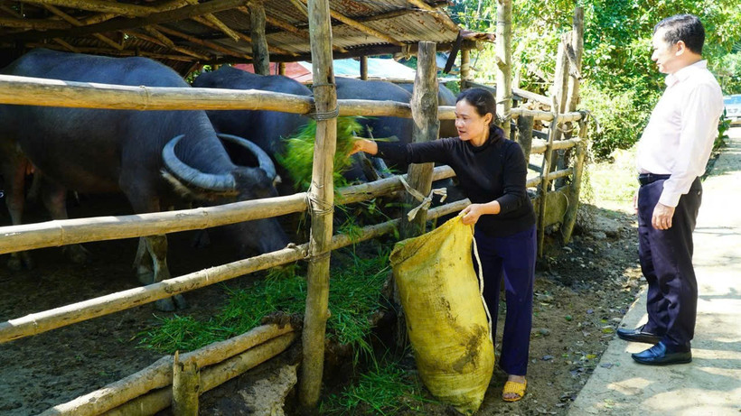 Nhờ vốn ưu đ&atilde;i, b&agrave; Đinh Thị Ngọc Lan ở x&atilde; Sơn Hạ l&agrave;m ăn khấm kh&aacute; v&agrave; tho&aacute;t ngh&egrave;o bền vững.