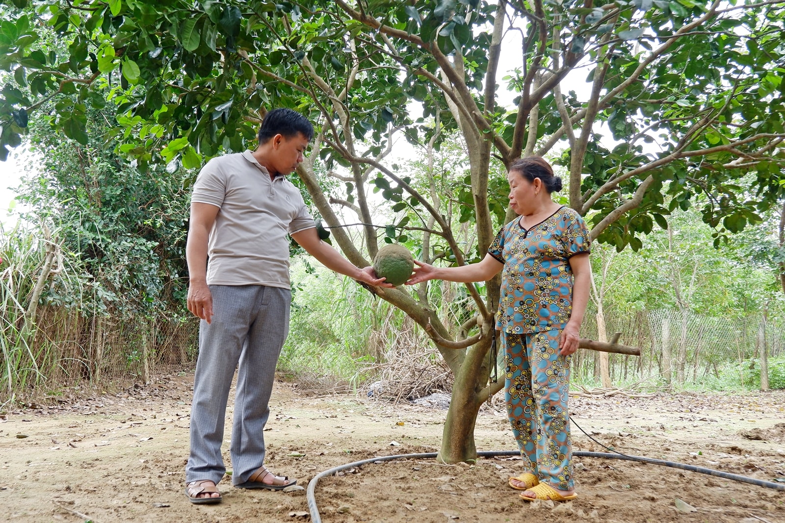 Gia đ&igrave;nh b&agrave; Trương Thị Nguyệt (th&ocirc;n Đại Đồng, x&atilde; T&acirc;y Hồ) h&igrave;nh th&agrave;nh m&ocirc; h&igrave;nh trồng bưởi kết hợp chăn nu&ocirc;i g&agrave; thả vườn từ hỗ trợ của Nghị quyết số 35.