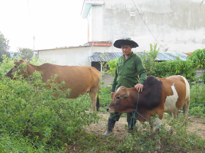 Từ b&ograve; c&aacute;i sinh sản được hỗ trợ, gia đ&igrave;nh &ocirc;ng A Ph&uacute; (th&ocirc;n Đăk Si, x&atilde; Dục N&ocirc;ng) đ&atilde; tho&aacute;t cận ngh&egrave;o v&agrave;o giữa năm 2025.