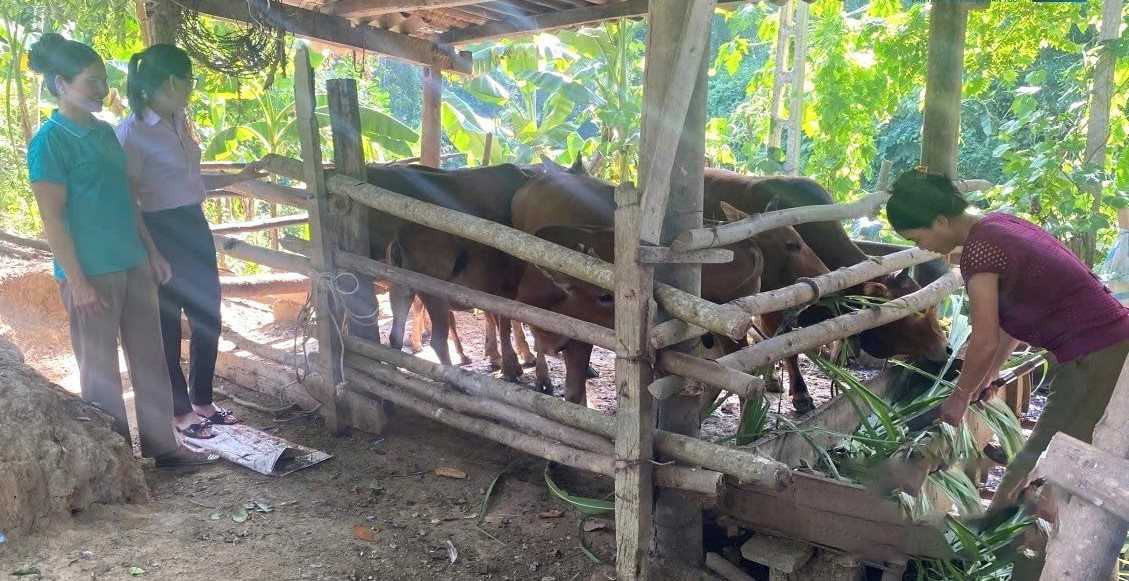 Chị Lo Thị Phương ở bản Chọng B&ugrave;ng (x&atilde; Mường Chọng) vay vốn ng&acirc;n hàng chính sách chăn nu&ocirc;i thoát nghèo. 