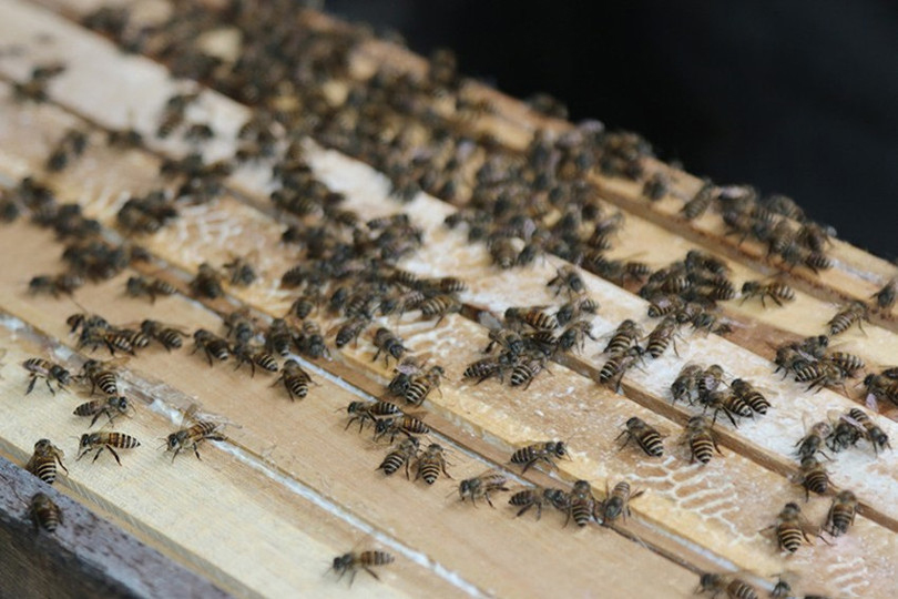 Với kinh nghiệm đ&atilde; được t&iacute;ch lũy qua nhiều năm, &ocirc;ng Nguyễn Th&aacute;i Tuyển sẽ tiếp tục nh&acirc;n l&ecirc;n th&ecirc;m nhiều đ&agrave;n ong trong thời gian tới.