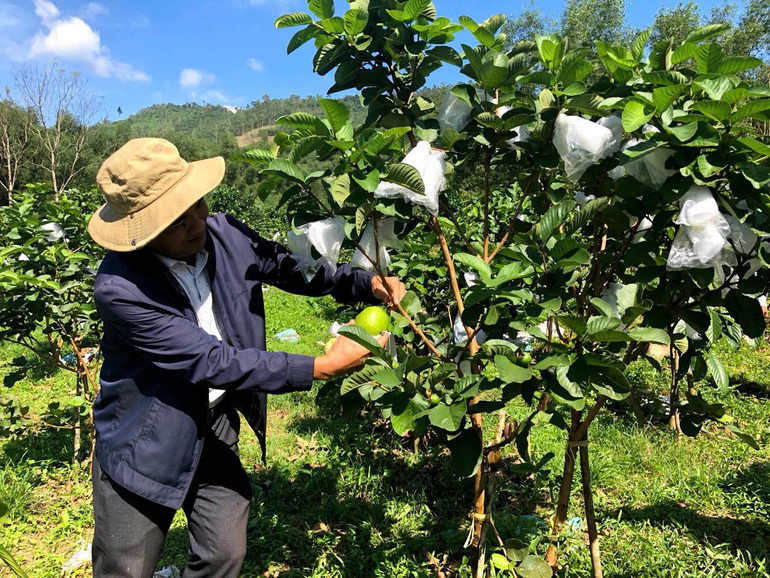 Trồng c&acirc;y ăn tr&aacute;i gi&uacute;p người d&acirc;n x&atilde; Sơn T&acirc;y tho&aacute;t ngh&egrave;o.