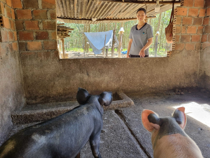 Từ b&ograve; c&aacute;i sinh sản v&agrave; đ&agrave;n lợn được hỗ trợ, chị Y Pha (th&ocirc;n Dục Nội, x&atilde; Dục N&ocirc;ng) đ&atilde; tho&aacute;t ngh&egrave;o v&agrave;o giữa năm 2024.