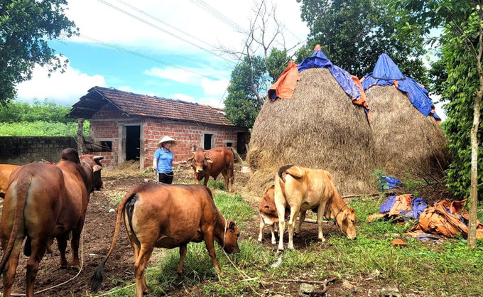 Nhờ vốn vay của NHCSXH, c&aacute;c hộ gia đ&igrave;nh c&oacute; điều kiện ph&aacute;t triển kinh tế.