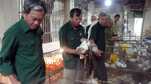 Phong tr&agrave;o &ldquo;Cựu chiến binh gi&uacute;p nhau giảm ngh&egrave;o, l&agrave;m kinh tế giỏi&rdquo; lan tỏa ng&agrave;y c&agrave;ng s&acirc;u rộng.