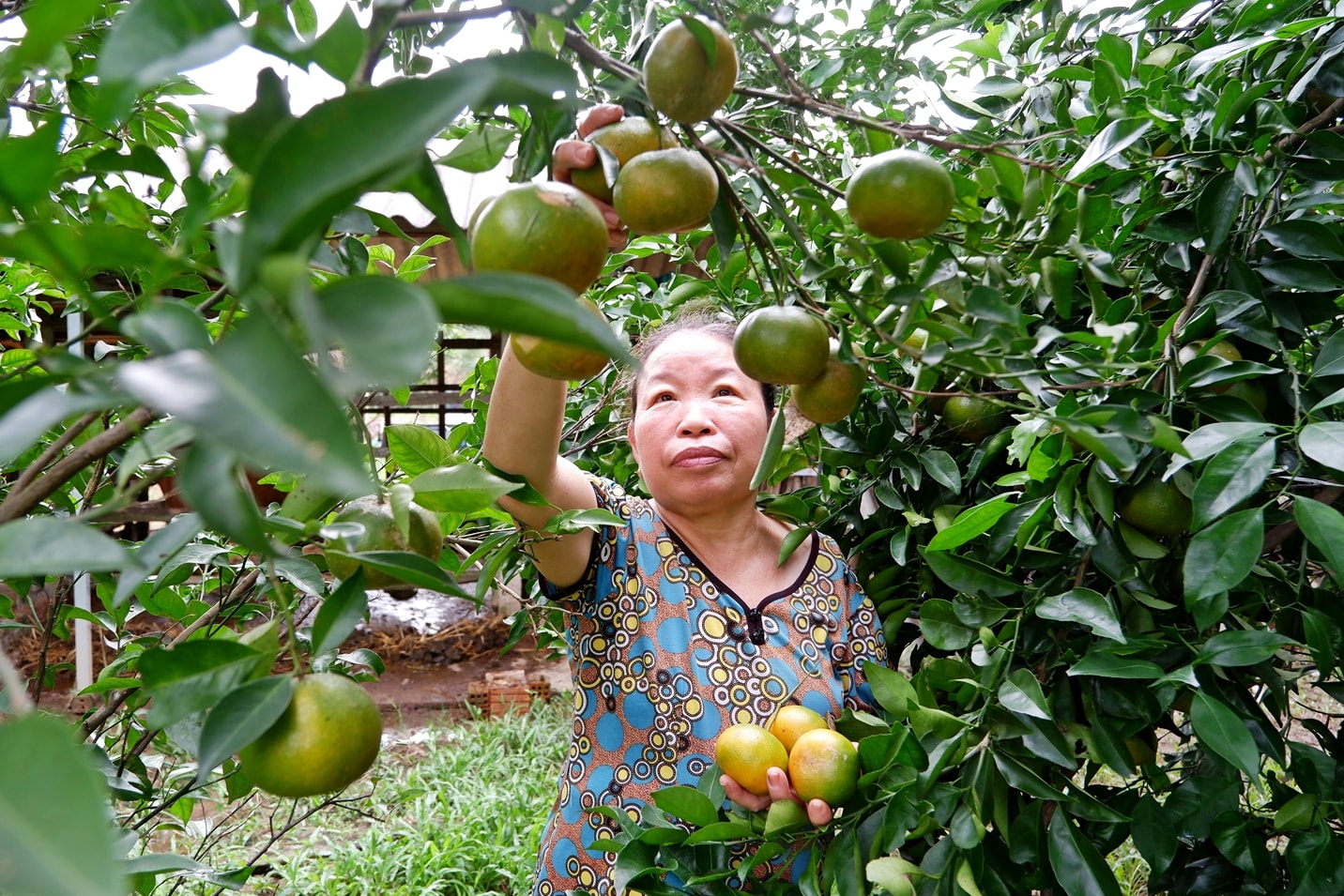 N&ocirc;ng d&acirc;n mong muốn th&agrave;nh phố tiếp tục duy tr&igrave; cơ chế hỗ trợ của Nghị quyết số 35.