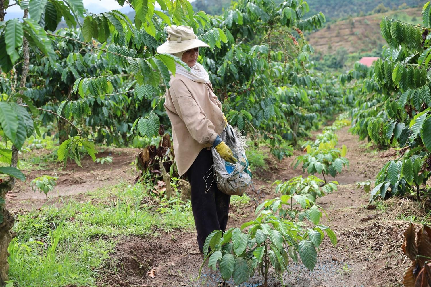 C&aacute;c hộ gia đ&igrave;nh c&oacute; nguồn thu nhập ổn định từ việc thay đổi tư duy trong m&ocirc; h&igrave;nh c&acirc;y trồng của gia đ&igrave;nh.
