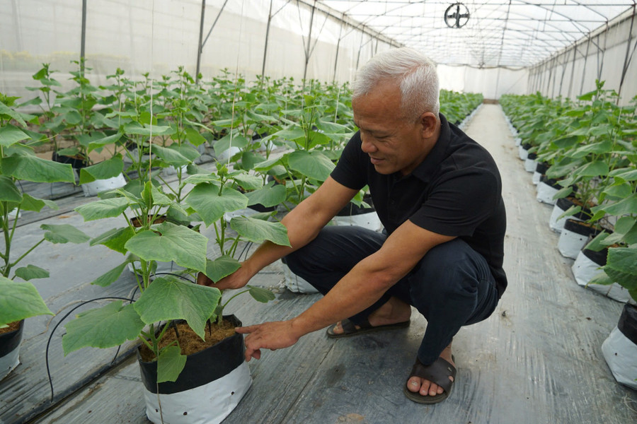 C&aacute;c m&ocirc; h&igrave;nh trồng rau ứng dụng c&ocirc;ng nghệ được lan tỏa mạnh mẽ.