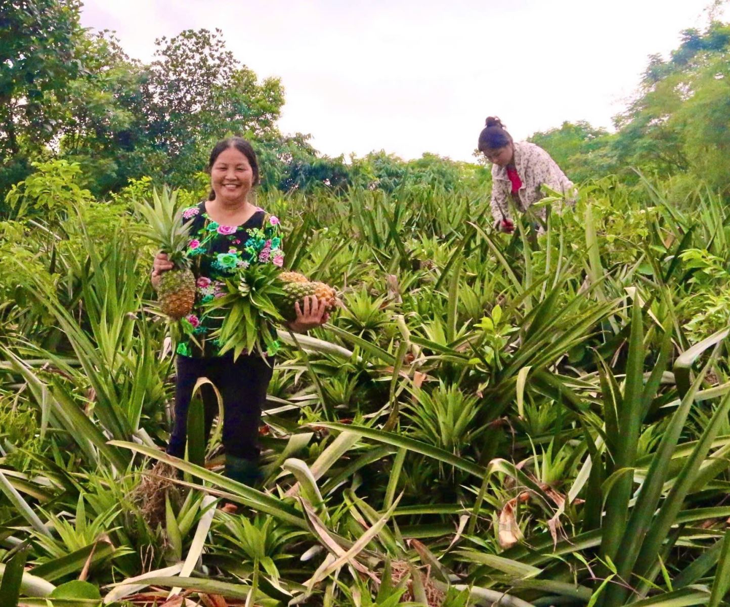 M&ocirc; h&igrave;nh trồng dứa mật Cayen g&oacute;p phần giảm ngh&egrave;o bền vững ở x&atilde; Ph&uacute; Kh&ecirc;.