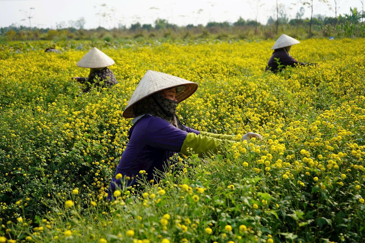 M&ocirc; h&igrave;nh trồng hoa c&uacute;c chi tại x&atilde; Vĩnh Thịnh gi&uacute;p cuộc sống của b&agrave; con ấm no hơn.