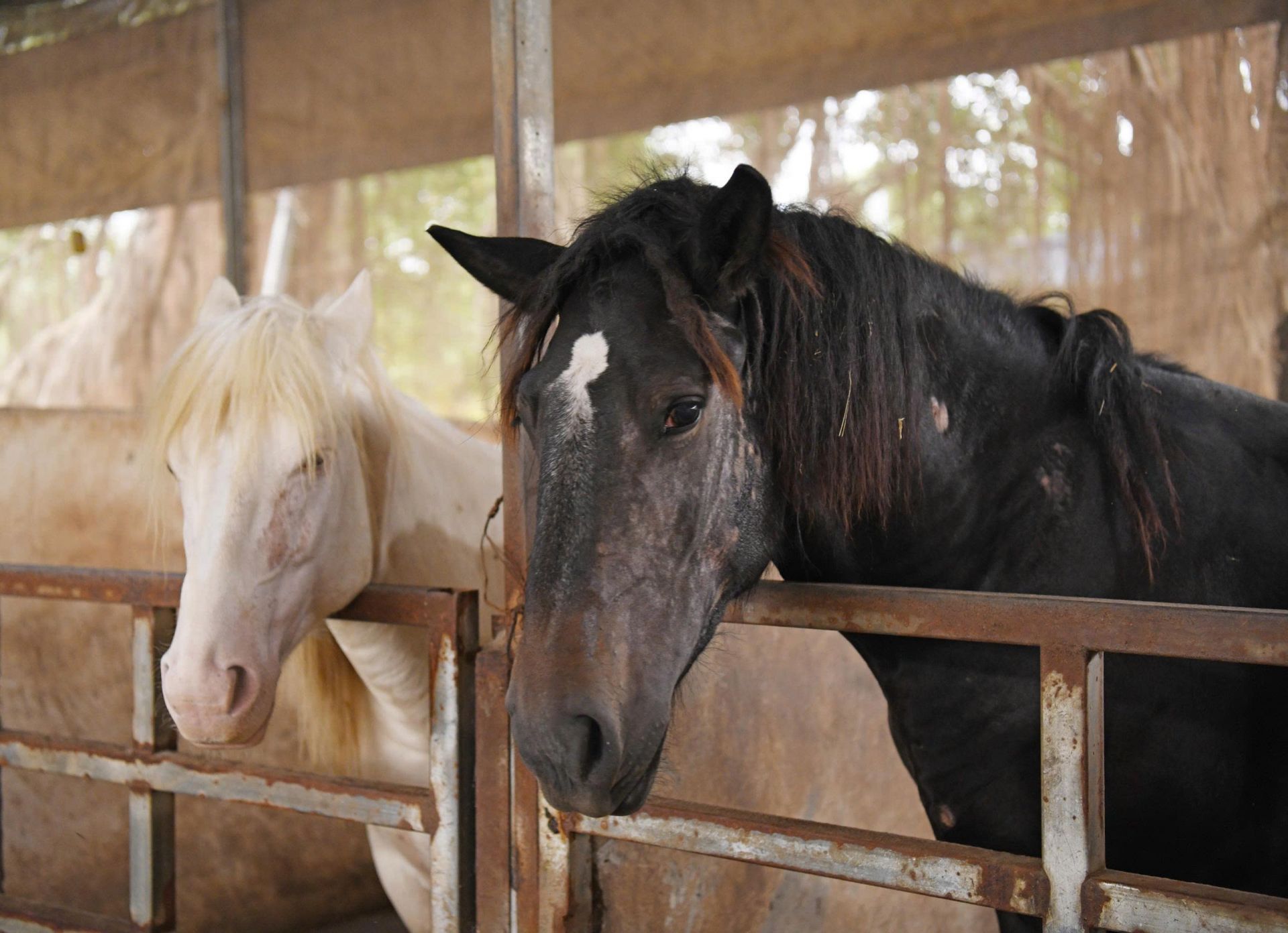 Những ch&uacute; ngựa ở đ&acirc;y v&ocirc; c&ugrave;ng th&acirc;n thiện v&agrave; gần gũi.
