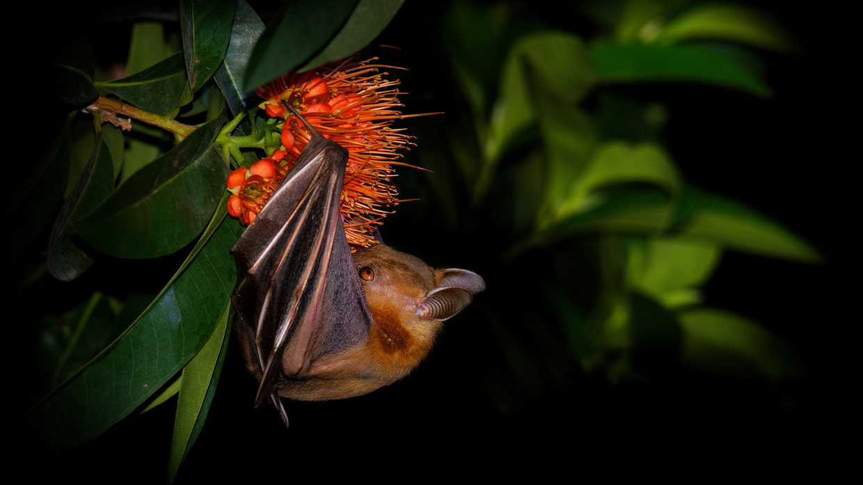 Đề phòng vi-rút Nipah từ trái cây bị rơi, chim cắn