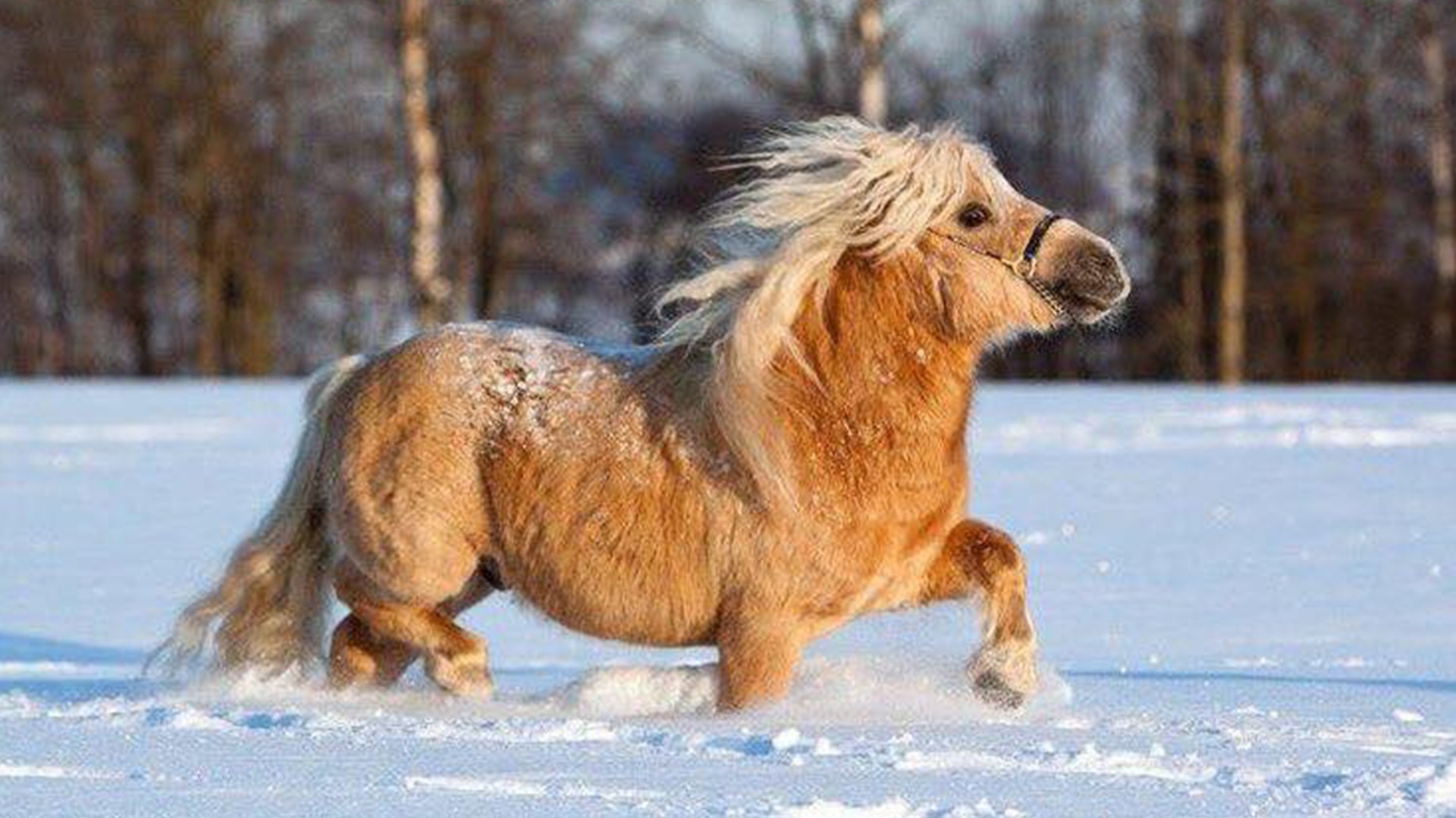 Năm Ngọ nói chuyện ngựa