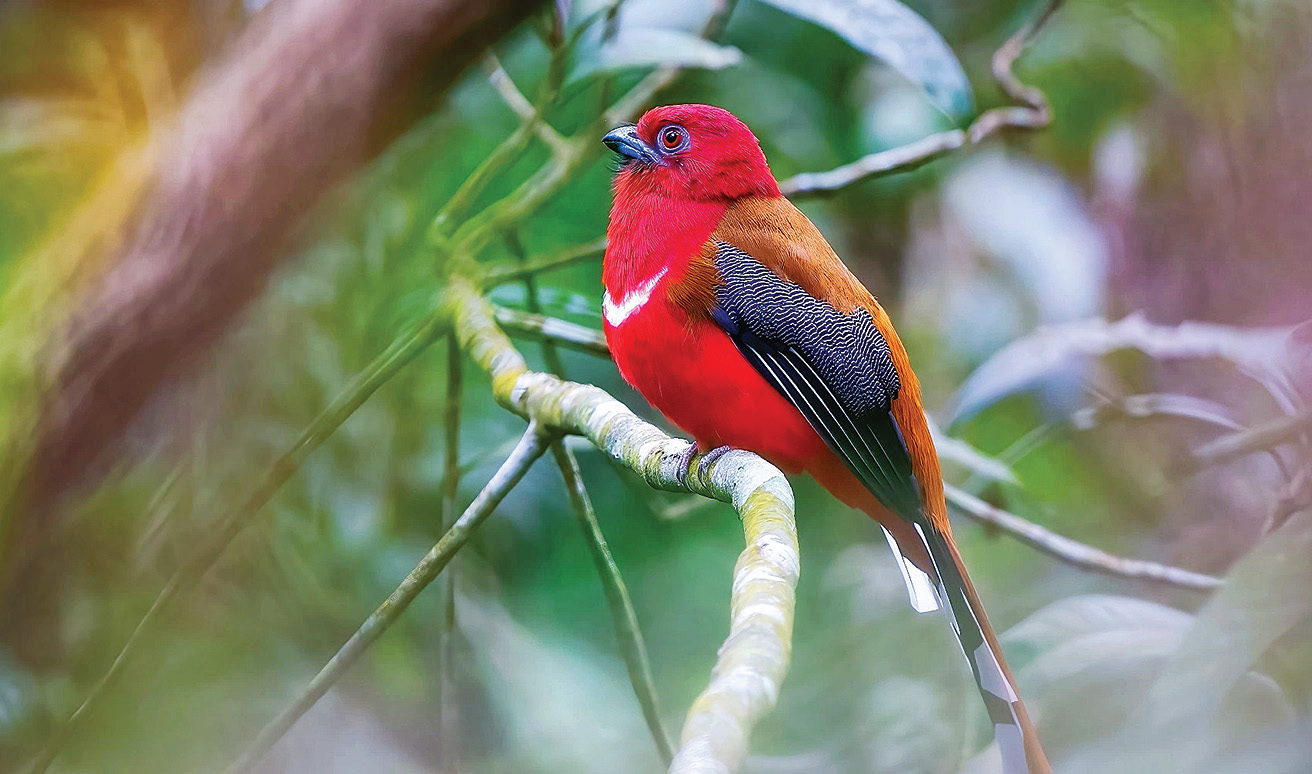 Nuốc bụng đỏ l&agrave; một lo&agrave;i chim c&oacute; m&agrave;u sắc sặc sỡ,
sinh sống tại vườn quốc gia Bạch M&atilde;.