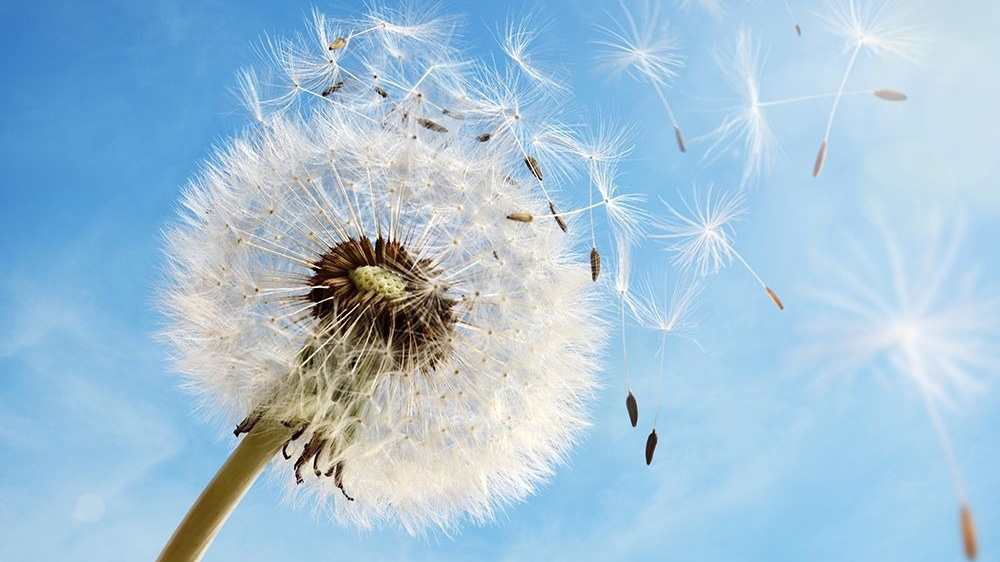 Bồ công anh bé nhỏ