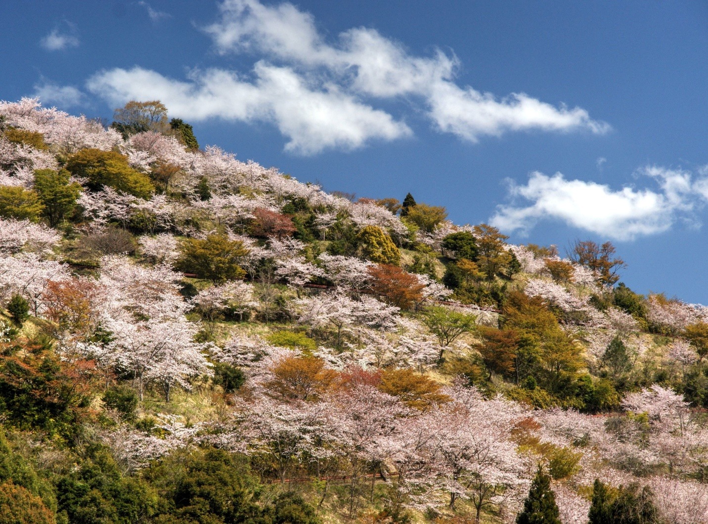 Hoa anh đ&agrave;o nở rộ dọc theo triền n&uacute;i.