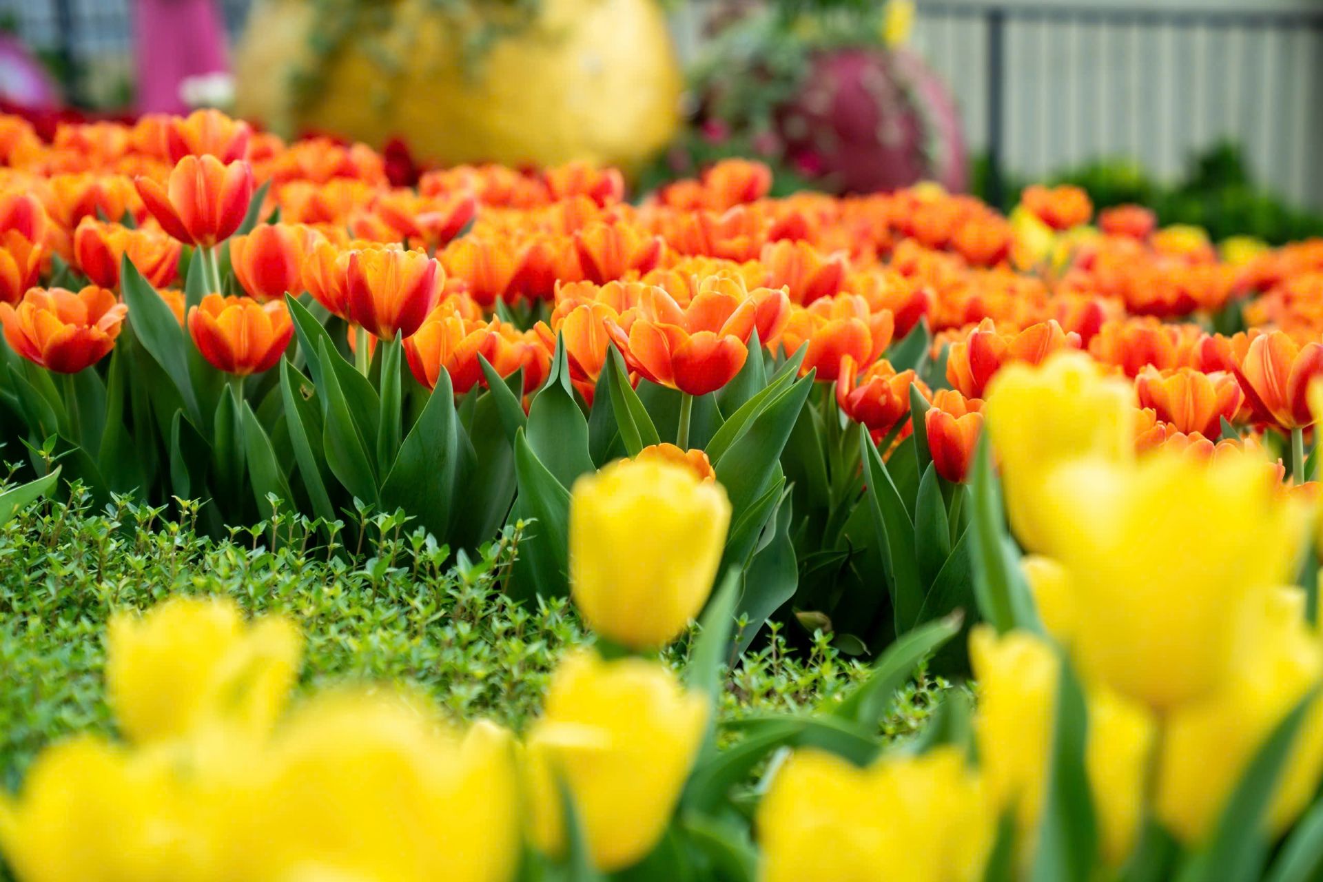 Du khách lên núi Bà Đen ngắm “biển” hoa tulip rực rỡ