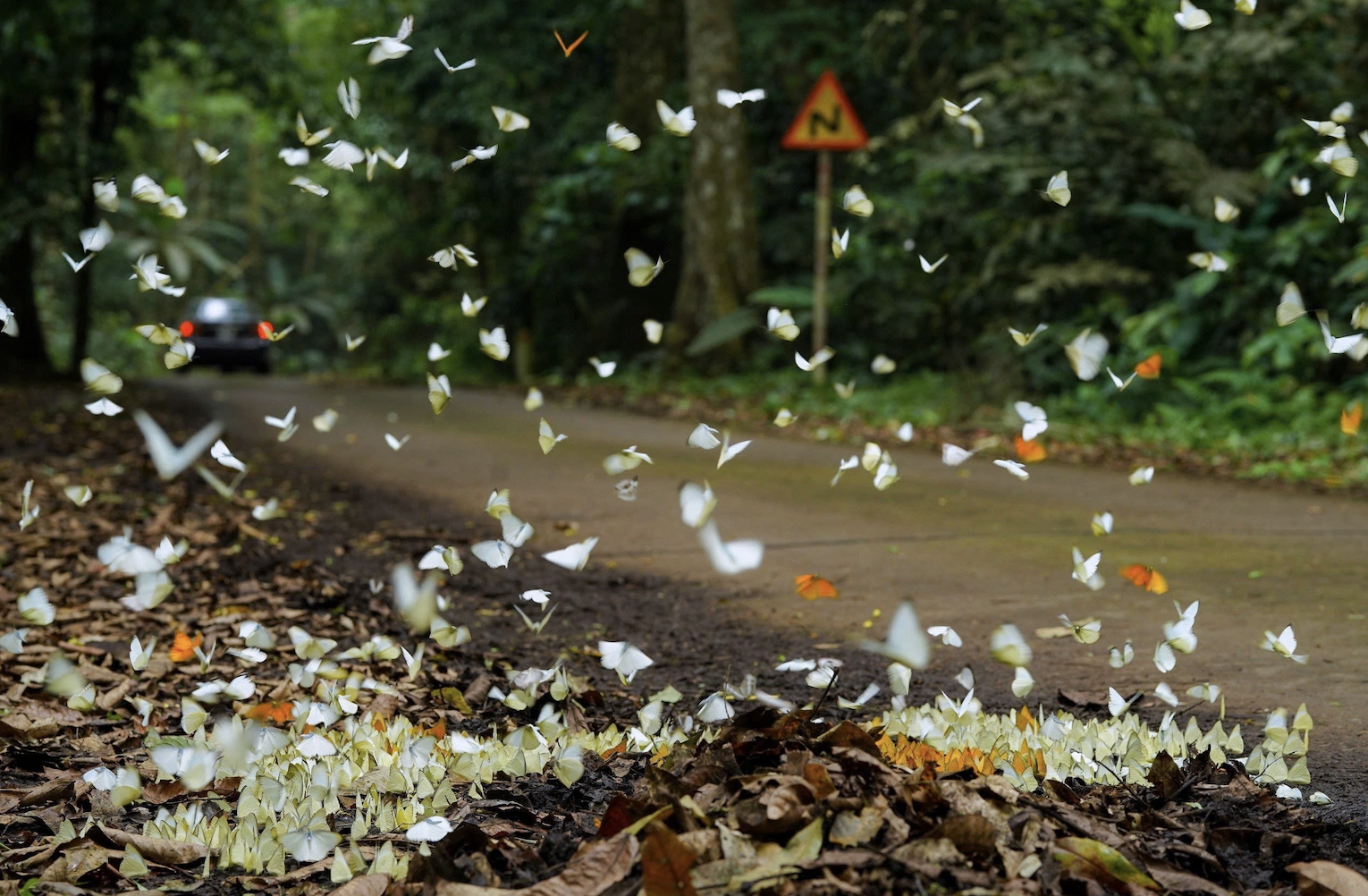 M&ugrave;a bướm rừng đ&atilde; g&oacute;p phần tạo n&ecirc;n thương hiệu cho du lịch C&uacute;c Phương. 