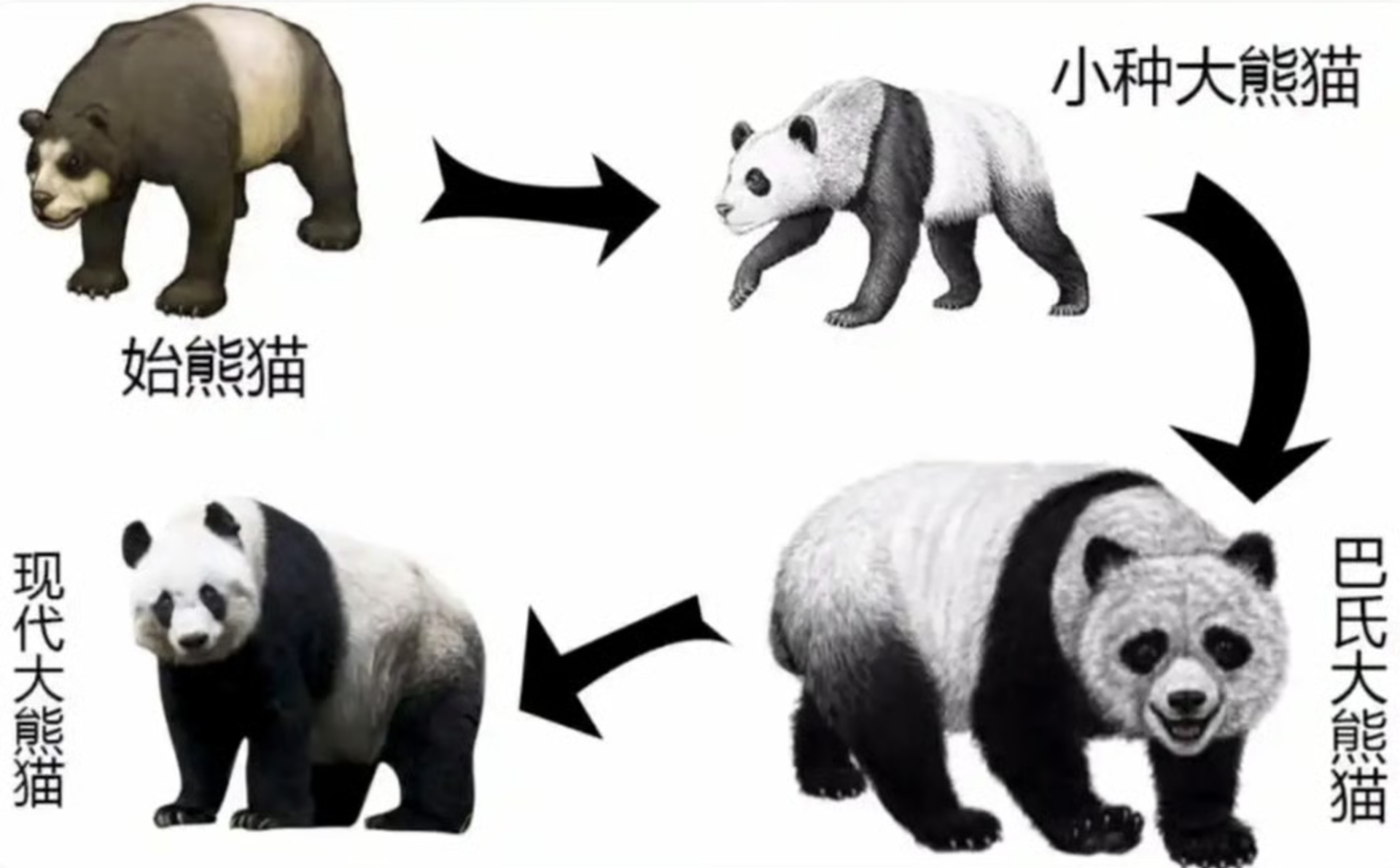 H&igrave;nh ảnh cho thấy sự tiến h&oacute;a về thể chất của gấu tr&uacute;c qua nhiều thế kỷ.