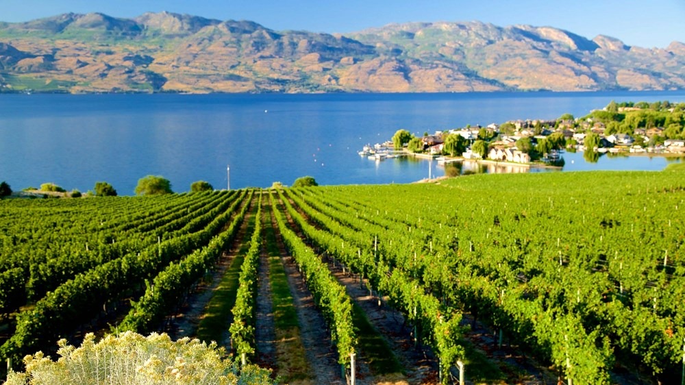 Kelowna của Canada với những vườn nho trải d&agrave;i b&ecirc;n hồ Okanagan.