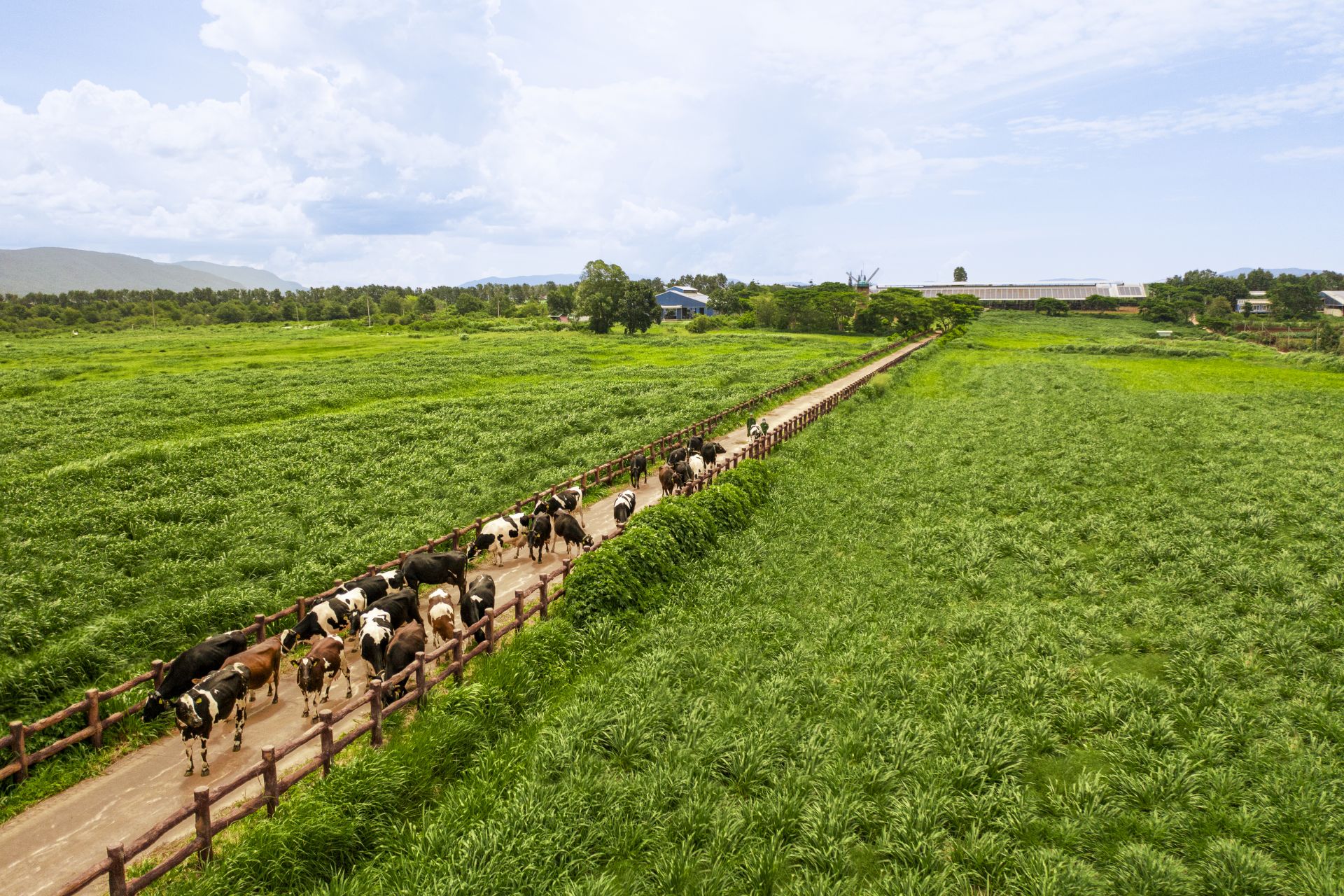 Đặt nền m&oacute;ng cho ng&agrave;nh chăn nu&ocirc;i b&ograve; sữa Việt Nam, Vinamilk hiện sở hữu hệ thống 15 trang trại đạt chuẩn Global S.L.P. với năng lực cung ứng khoảng 1,1 triệu l&iacute;t sữa tươi/ng&agrave;y.