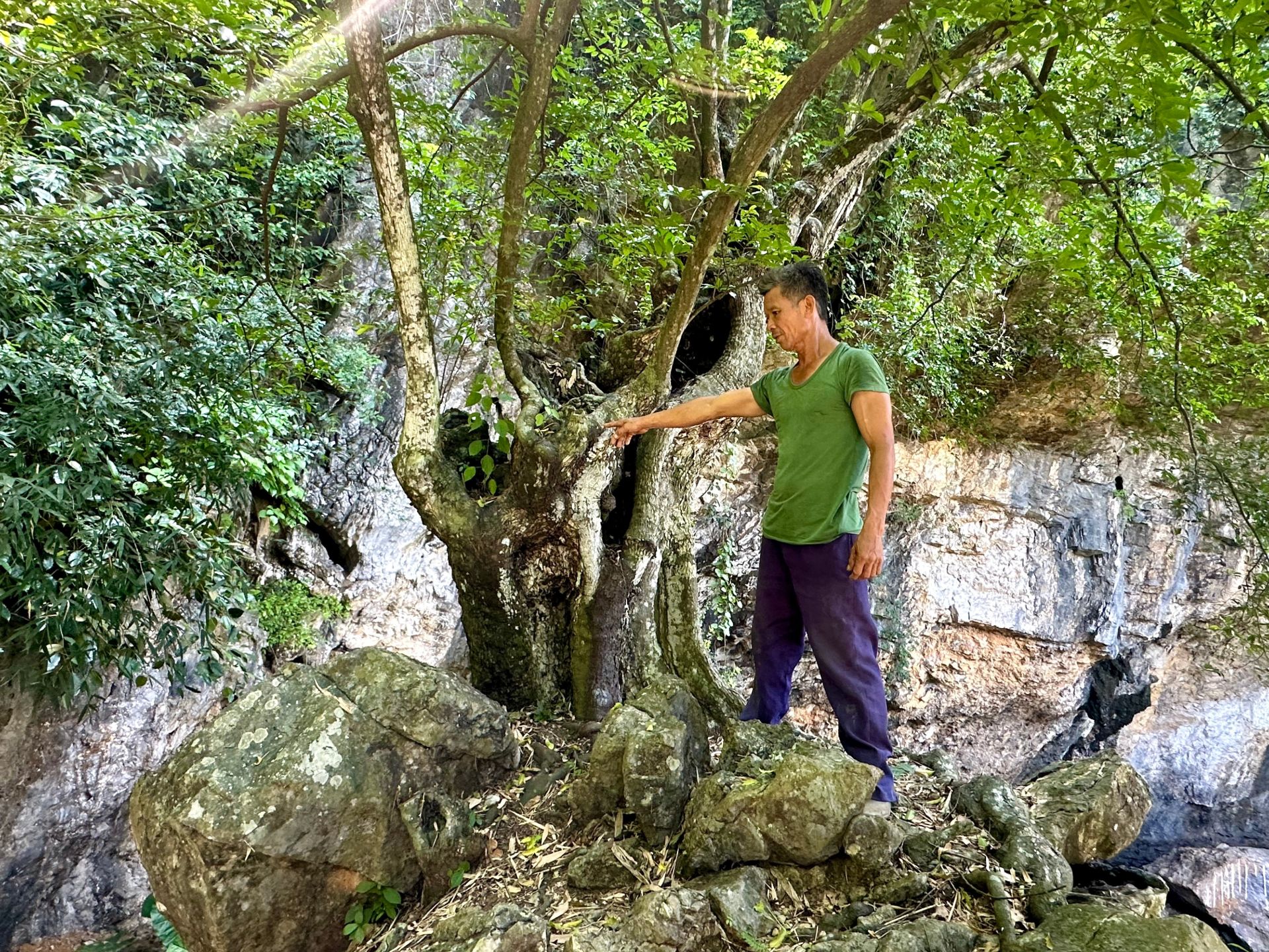 C&acirc;y thị ngh&igrave;n năm đến nay vẫn xanh tốt v&agrave; cho hai loại quả, một loại quả dẹt, một loại quả tr&ograve;n.