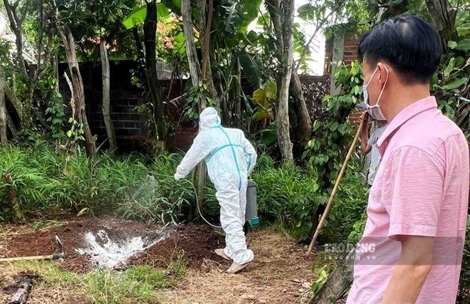 Sau khi ti&ecirc;u hủy con ch&oacute; ph&aacute;t dại cắn người, lực lượng chức năng tiến h&agrave;nh phu h&oacute;a chất khử khuẩn theo quy định. 