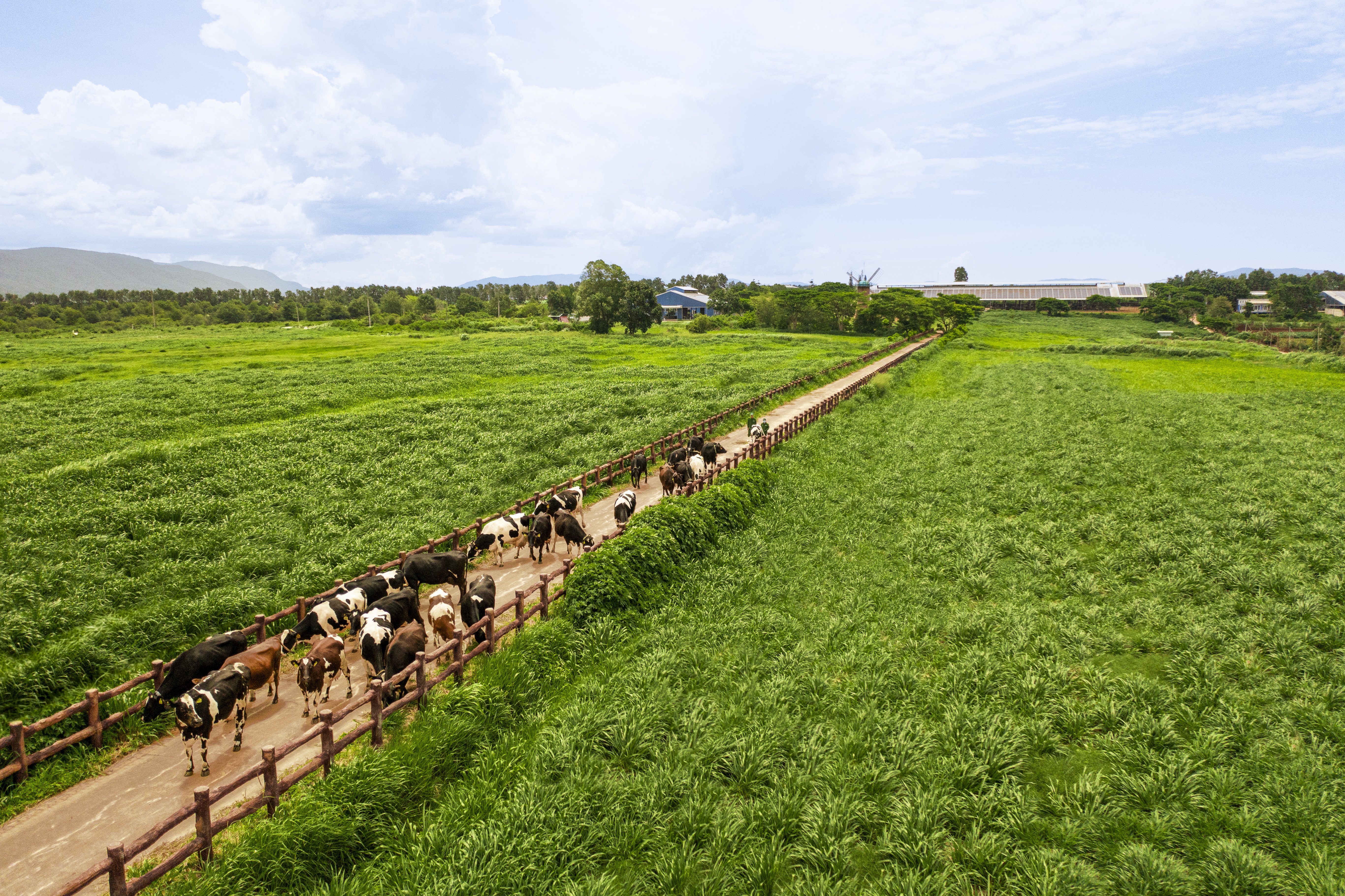 Chuẩn chất lượng được Vinamilk mở rộng tr&ecirc;n to&agrave;n chuỗi, từ nguy&ecirc;n liệu, trang trại đến sản xuất v&agrave; th&agrave;nh phẩm.