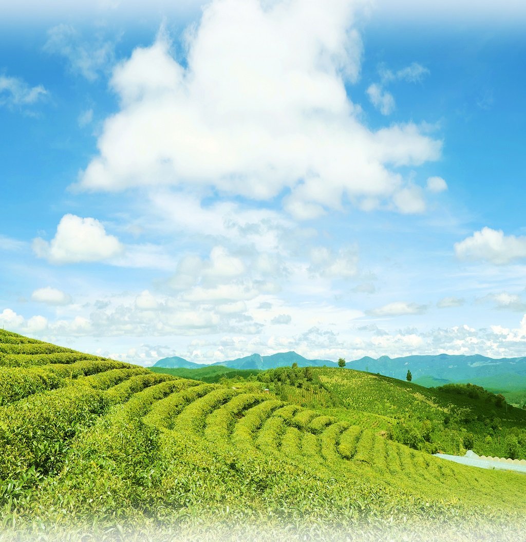 Đồi ch&egrave; Cầu Đất.